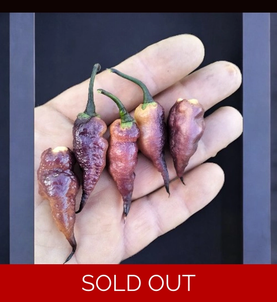 Sweet Purple peach (f7) -> (f8)  (10+seeds)